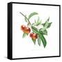 Crab Apple-Sally Crosthwaite-Framed Stretched Canvas