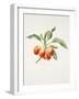 Crab Apples 'John Downie'-Sally Crosthwaite-Framed Giclee Print