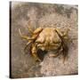 Crab at Seaside-Clive Nolan-Stretched Canvas