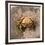 Crab at Seaside-Clive Nolan-Framed Photographic Print