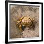 Crab at Seaside-Clive Nolan-Framed Photographic Print