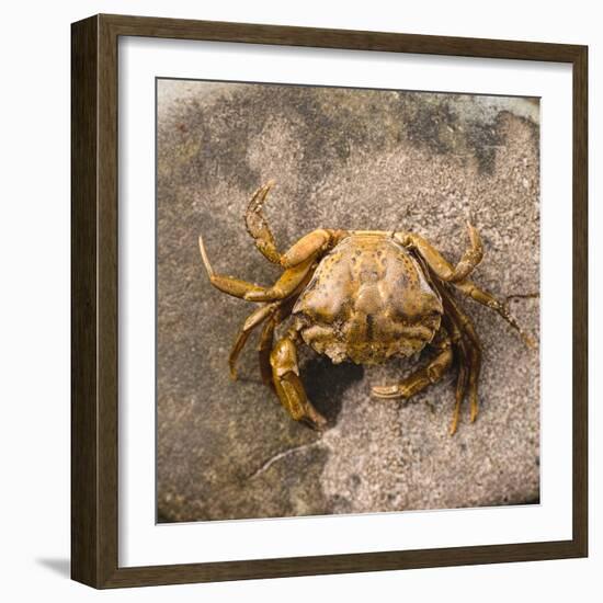 Crab at Seaside-Clive Nolan-Framed Photographic Print