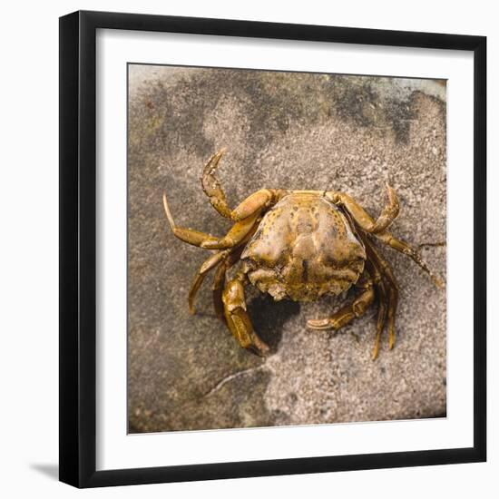 Crab at Seaside-Clive Nolan-Framed Photographic Print