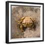 Crab at Seaside-Clive Nolan-Framed Photographic Print