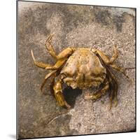 Crab at Seaside-Clive Nolan-Mounted Photographic Print