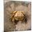 Crab at Seaside-Clive Nolan-Mounted Photographic Print