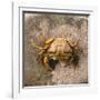 Crab at Seaside-Clive Nolan-Framed Photographic Print