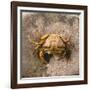 Crab at Seaside-Clive Nolan-Framed Photographic Print