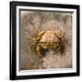 Crab at Seaside-Clive Nolan-Framed Photographic Print