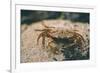 Crab at Seaside-Clive Nolan-Framed Photographic Print