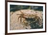 Crab at Seaside-Clive Nolan-Framed Photographic Print