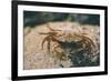 Crab at Seaside-Clive Nolan-Framed Photographic Print