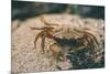 Crab at Seaside-Clive Nolan-Mounted Photographic Print