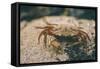 Crab at Seaside-Clive Nolan-Framed Stretched Canvas