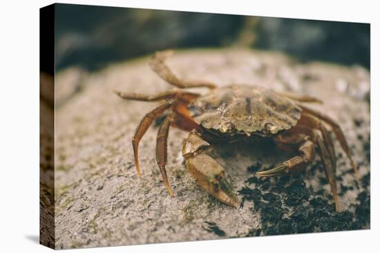 Crab at Seaside-Clive Nolan-Stretched Canvas