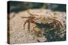 Crab at Seaside-Clive Nolan-Stretched Canvas