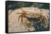 Crab at Seaside-Clive Nolan-Framed Stretched Canvas