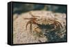 Crab at Seaside-Clive Nolan-Framed Stretched Canvas