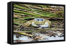 Crab - Crustaceans-Gary Carter-Framed Stretched Canvas