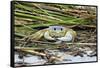Crab - Crustaceans-Gary Carter-Framed Stretched Canvas