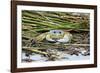 Crab - Crustaceans-Gary Carter-Framed Photographic Print