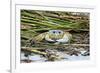 Crab - Crustaceans-Gary Carter-Framed Photographic Print