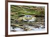 Crab - Crustaceans-Gary Carter-Framed Photographic Print