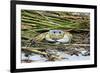 Crab - Crustaceans-Gary Carter-Framed Photographic Print