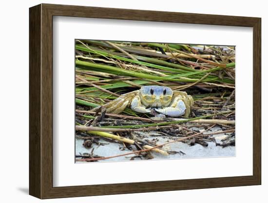 Crab - Crustaceans-Gary Carter-Framed Photographic Print