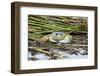 Crab - Crustaceans-Gary Carter-Framed Photographic Print