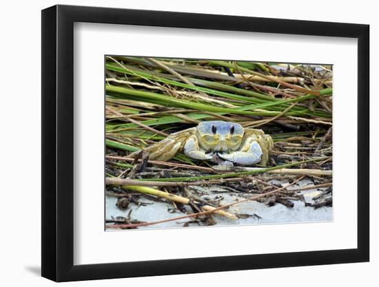 Crab - Crustaceans-Gary Carter-Framed Photographic Print