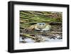 Crab - Crustaceans-Gary Carter-Framed Photographic Print