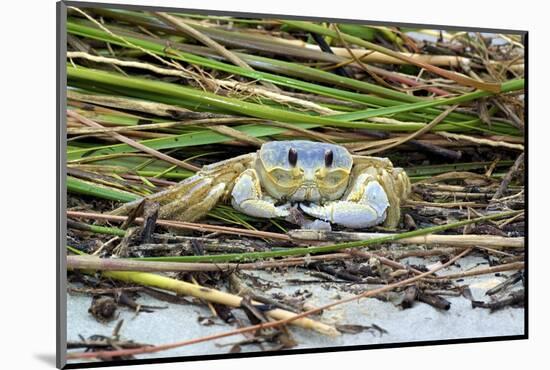 Crab - Crustaceans-Gary Carter-Mounted Photographic Print