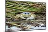 Crab - Crustaceans-Gary Carter-Mounted Photographic Print