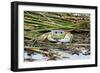 Crab - Crustaceans-Gary Carter-Framed Photographic Print