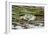 Crab - Crustaceans-Gary Carter-Framed Photographic Print