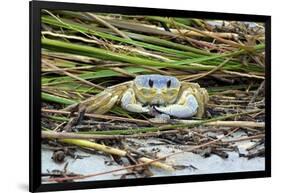 Crab - Crustaceans-Gary Carter-Framed Photographic Print