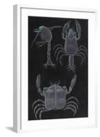 Crab Development-Philip Henry Gosse-Framed Giclee Print