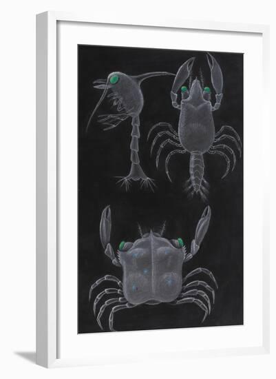 Crab Development-Philip Henry Gosse-Framed Giclee Print