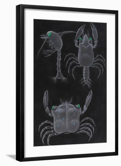 Crab Development-Philip Henry Gosse-Framed Giclee Print