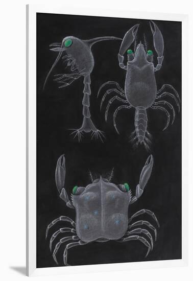 Crab Development-Philip Henry Gosse-Framed Giclee Print