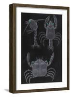 Crab Development-Philip Henry Gosse-Framed Giclee Print