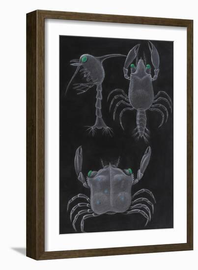 Crab Development-Philip Henry Gosse-Framed Giclee Print