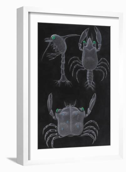 Crab Development-Philip Henry Gosse-Framed Giclee Print