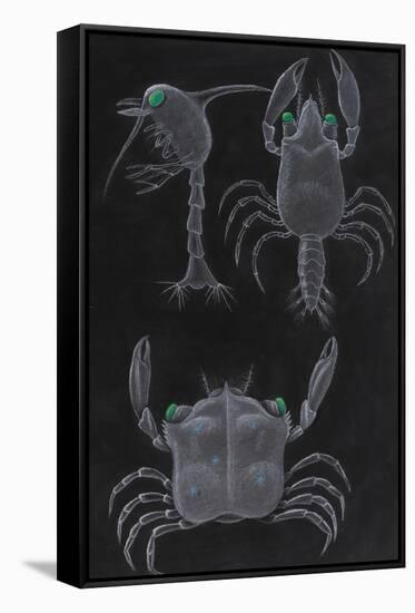 Crab Development-Philip Henry Gosse-Framed Stretched Canvas