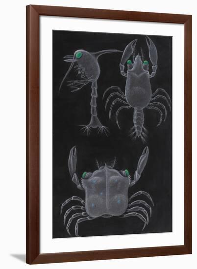 Crab Development-Philip Henry Gosse-Framed Giclee Print