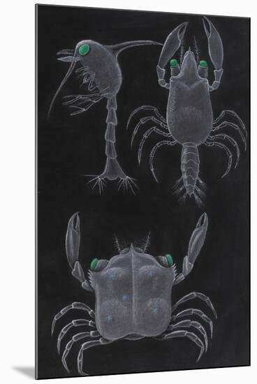 Crab Development-Philip Henry Gosse-Mounted Giclee Print