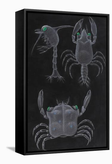 Crab Development-Philip Henry Gosse-Framed Stretched Canvas