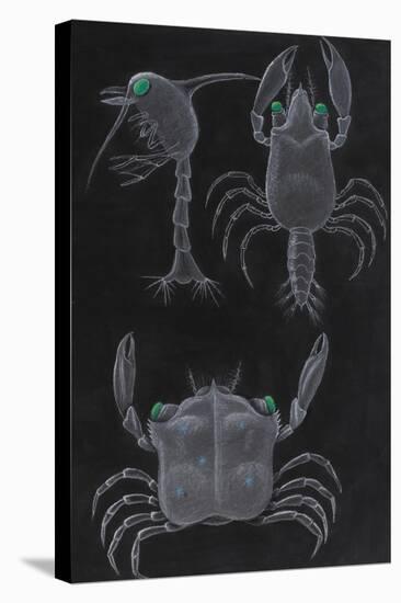Crab Development-Philip Henry Gosse-Stretched Canvas