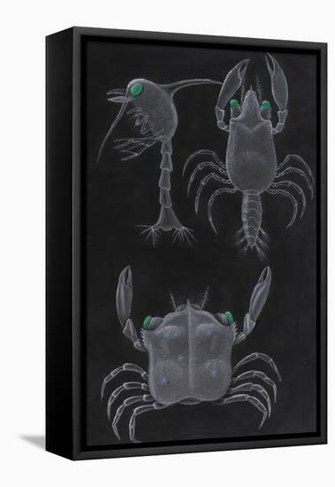 Crab Development-Philip Henry Gosse-Framed Stretched Canvas